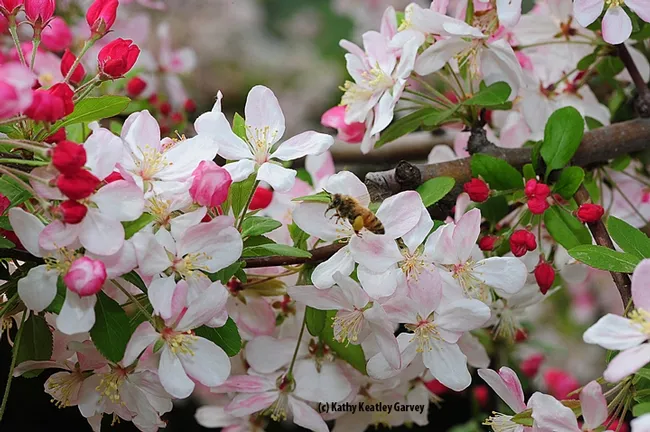 This bee is making a beeline for the next crab apple blossom. (Photo by Kathy Keatley Garvey)