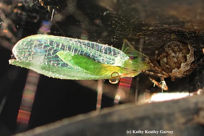 Deep in the shadows, a garden spider feasts on a green lacewing. The spider is a Western spotted orb weaver, Neoscona oaxacensis, as identified by senior museum scientist Steve Heydon of the Bohart Museum of Entomology. (Photo by Kathy Keatley Garvey)