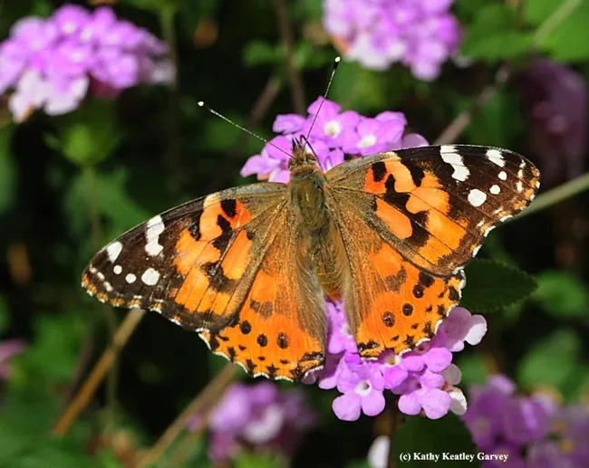 A Painted Lady, Vanessa cardui, nectaring on lantana. (Photo by Kathy Keatley Garvey)