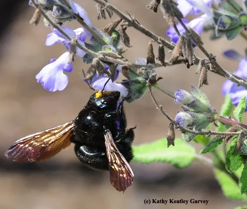 A female Valley carpenter bee, Xylocopa varipuncta, forages on grape-scented sage, Salvia melissodora. Note the "pollen cap." (Photo by Kathy Keatley Garvey)