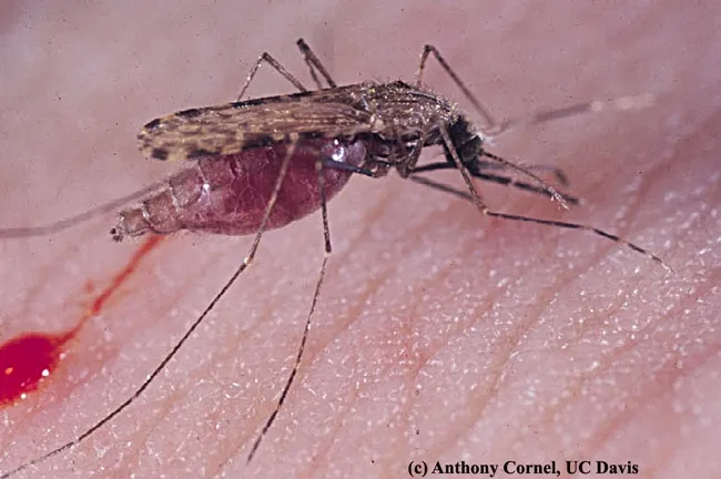 The malaria mosquito, Anopheles gambiae. (Photo by Anthony Cornel)