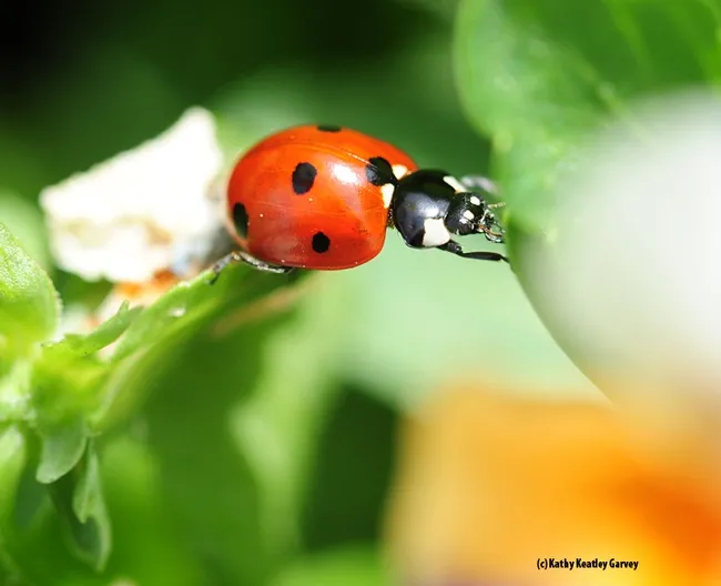 Just as the grass looks greener on the other side, the aphids look fatter on the other side. (Photo by Kathy Keatley Garvey)