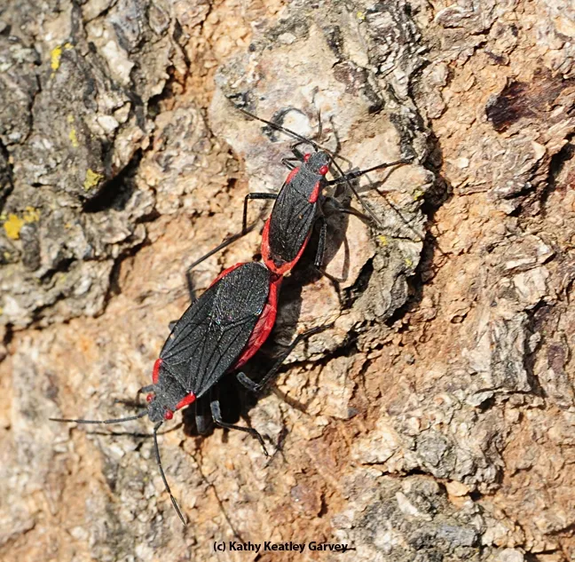 Love in the UC Davis Arboretum, the insect version of "Fifty Shades of Gray (and Red)." (Photo by Kathy Keatley Garvey)