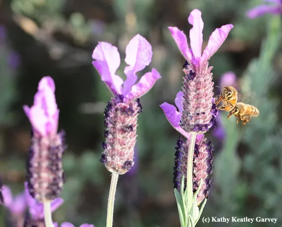 Honey bees lovin' the Spanish lavender. (Photo by Kathy Keatley Garvey)