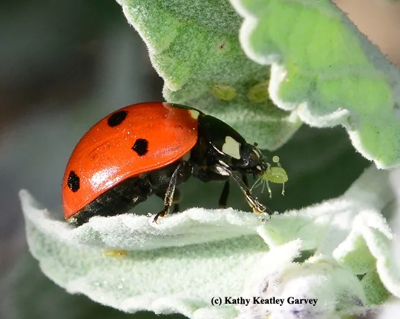 A lady beetle, aka ladybug, devouring an aphid. (Photo by Kathy Keatley Garvey)