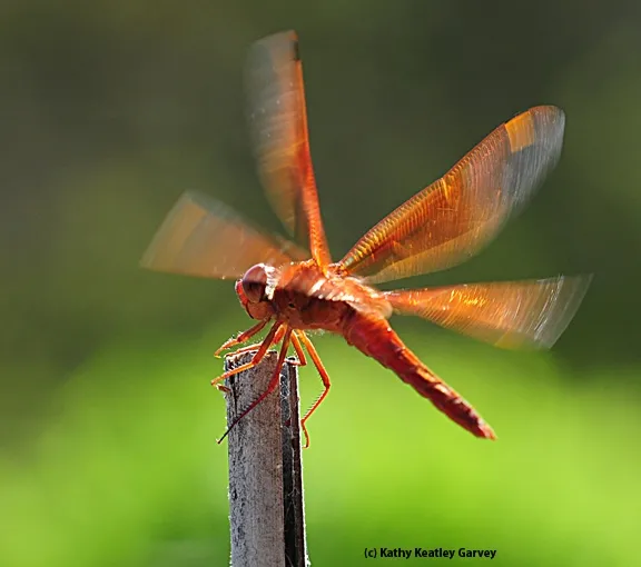Flameskimmer in motion. (Photo by Kathy Keatley Garvey)
