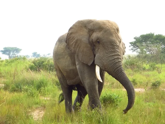 Entomologist James R. Carey also took an interest in elephants on his African Odyssey. This is an African elephant in Murchison Falls National Park, Uganda. (Photo by Patty Carey)
