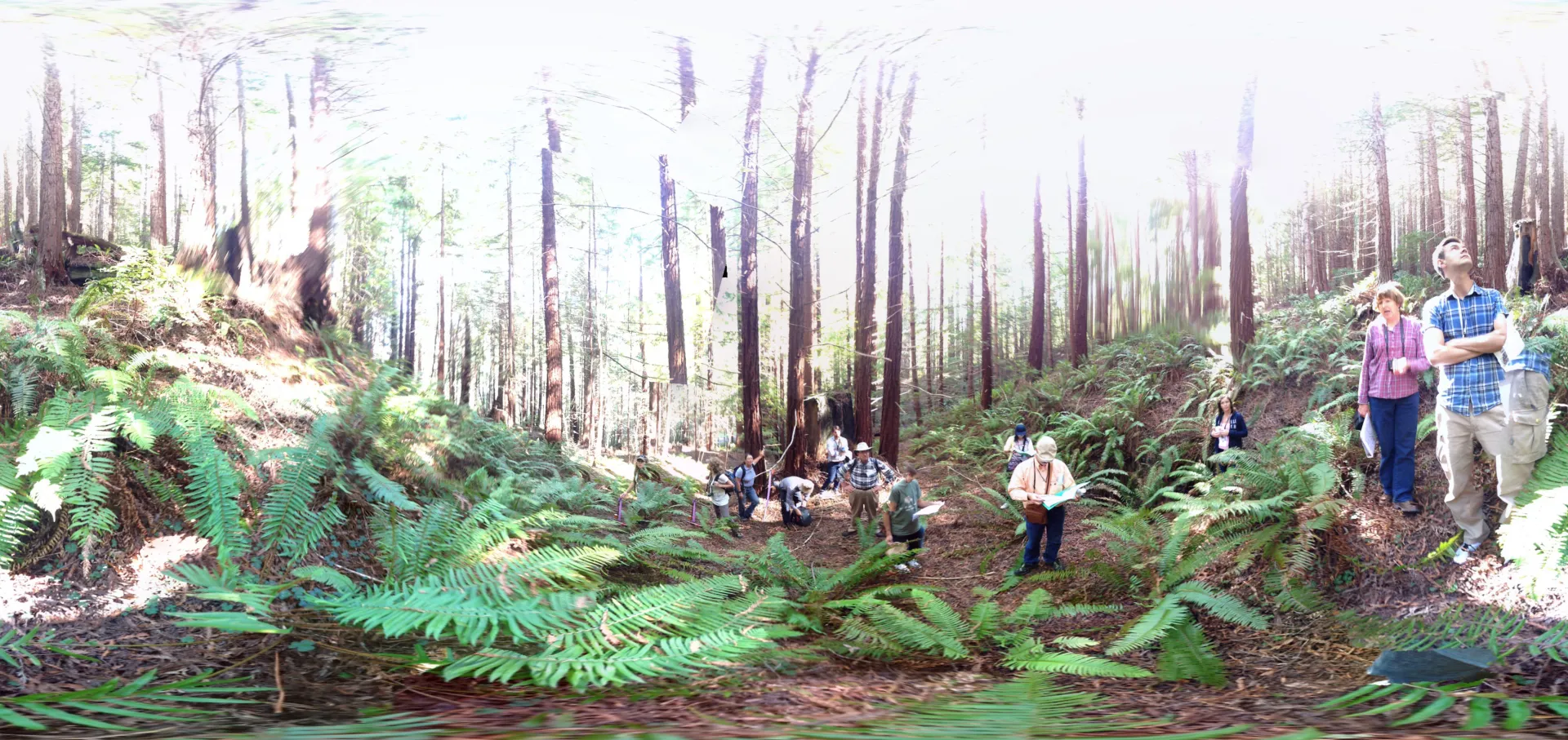 Forest and forest floor