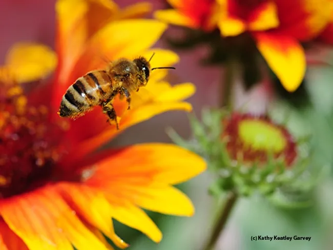 It's off for another blanket flower blossom. (Photo by Kathy Keatley Garvey)