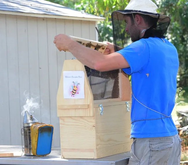 Staff research associate Billy Synk of the Harry H. Laidlaw Jr. Honey Bee Research Facility, UC Davis, opening the Buzzingham Palace. (Photo by Kathy Keatley Garvey)