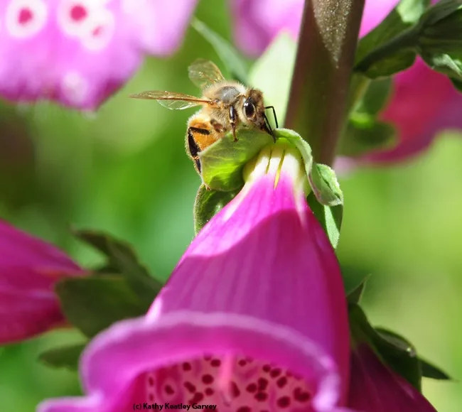 Still searching--the honey bee is getting closer to finding the hole pierced by a carpenter bee.(Photo by Kathy Keatley Garvey)