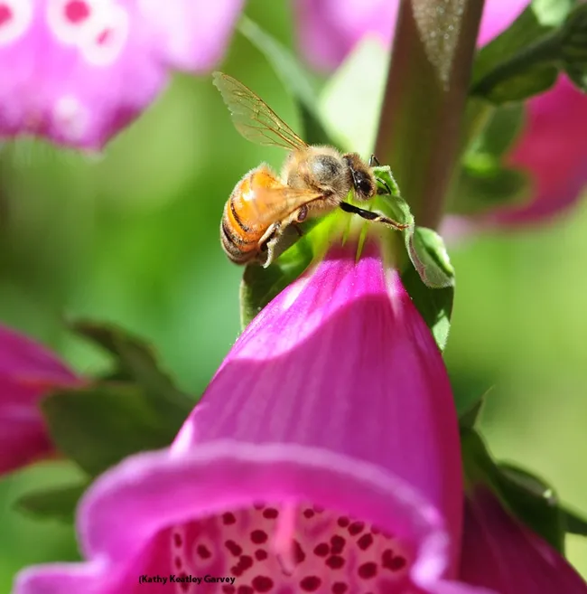 Found it! Ah, sweet nectar! (Photo by Kathy Keatley Garvey)