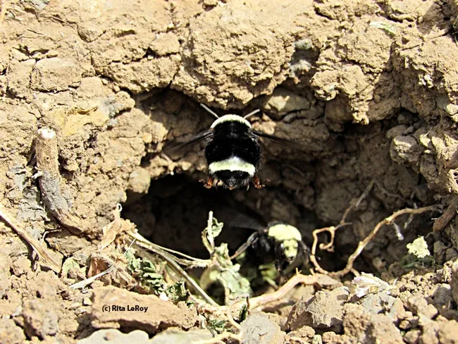 Going in! Coming out! There's lots of activity at the bumble bee nest at the Loma Vista Farm, Vallejo. Farm keeper Rita LeRoy discovered the nest of Bombus vosnesenskii. (Photo by Rita LeRoy, Loma Vista Farm)