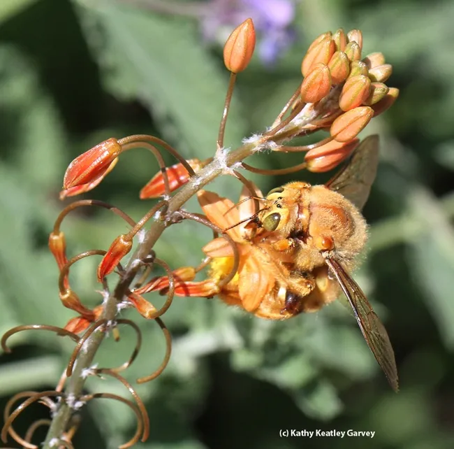 Male valley carpenter bee foraging on dwarf bulbine. (Photo by Kathy Keatley Garvey)