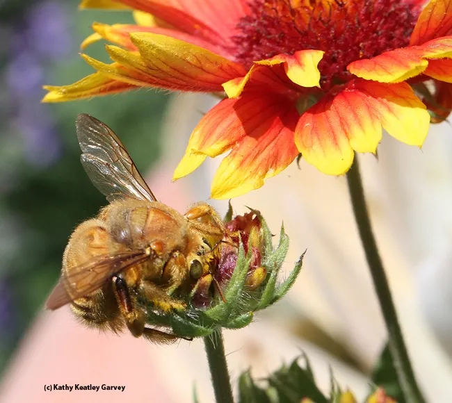 Male Valley carpenter bee "cuddling" a blanket flower. (Photo by Kathy Keatley Garvey)