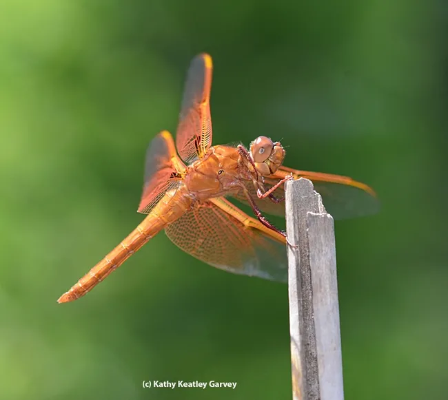A flameskimmer dragonfly, Libellula saturata, perches on a bamboo stake. (Photo by Kathy Keatley Garvey)