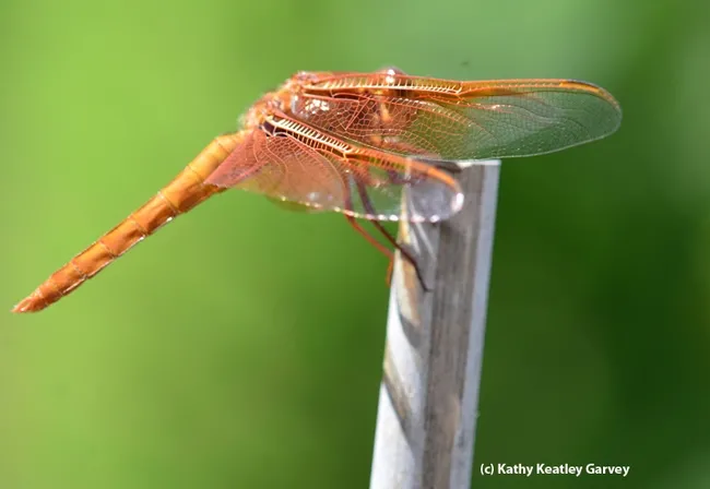Small craft advisory! A gust of wind tousles the wings of Big Red, the flameskimmer dragonfly. (Photo by Kathy Keatley Garvey)