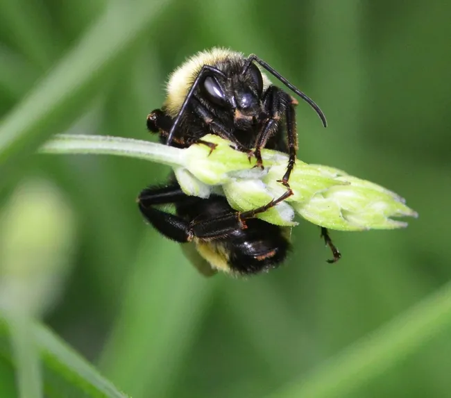 A male black-faced bumble bee, Bombus californicus, sleeps on a lavender blossom. (Photo by Kathy Keatley Garvey)