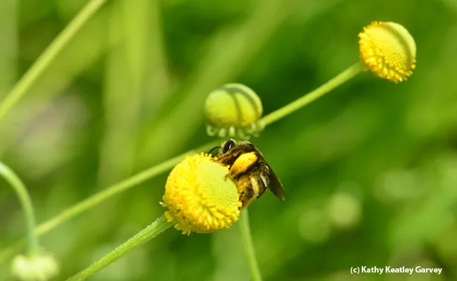 A female long-horned bee, Svastra obliqua expurgata, forages on sneezeweed, genus Helenium. (Photo by Kathy Keatley Garvey)