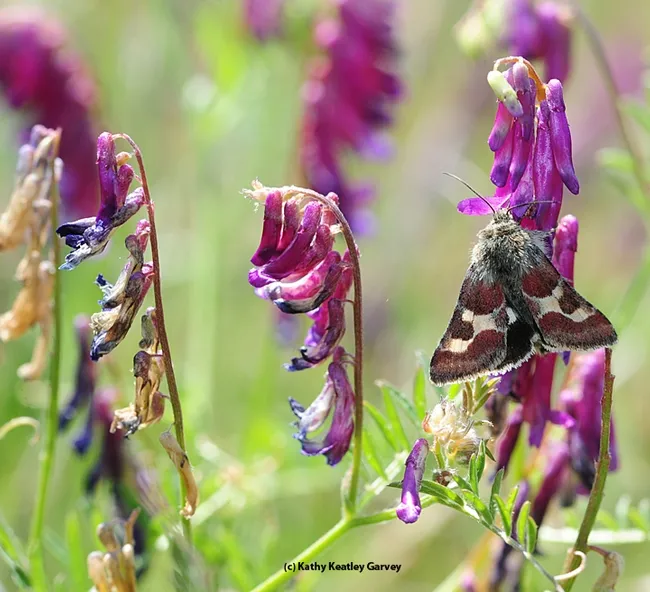 This moth, Schinia sueta, feeds on hairy vetch, Vicia villosa, in a meadow at Hastings Preserve, Carmel. (Photo by Kathy Keatley Garvey)