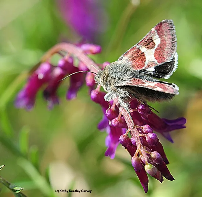 Off to the next flower! Schinia sueta foraging on hairy vetch, Vicia villosa. (Photo by Kathy Keatley Garvey)