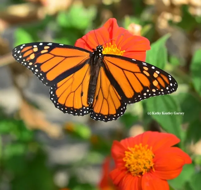 A monarch,Danaus plexippus, forages on a Mexican sunflower, Tithonia. (Photo by Kathy Keatley Garvey)