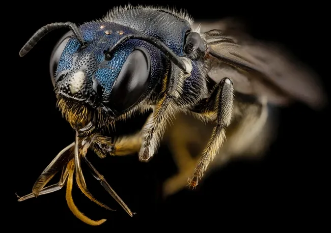 This macro image of a Ceratina bee is the work of Sam Droege of the bee inventory and monitoring program, the U.S. Geological Survey. This image is part of the public domain.