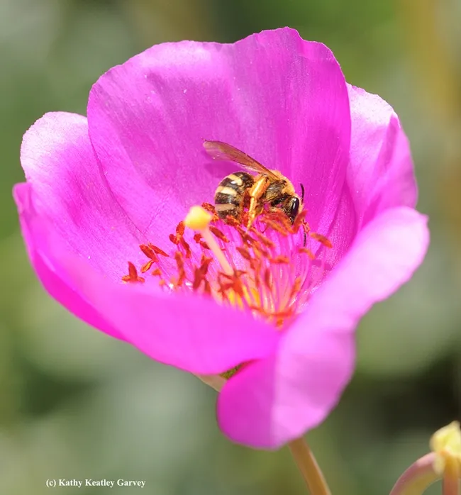 This is a female sweat bee, genus Lasioglossum, on a rock purslane. (Photo by Kathy Keatley Garvey)