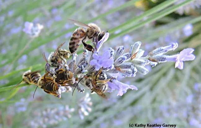 A honey bee gathers nectar from a lavender blossom while her cousins, sunflower bees (Melisodes agilis), sleep. (Photo by Kathy Keatley Garvey)