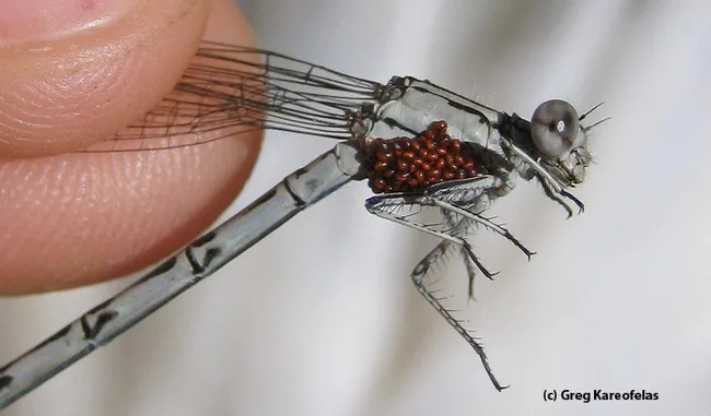 Water mites on a damselfly. (Photo by Greg Kareofelas, taken with a Canon Elph)