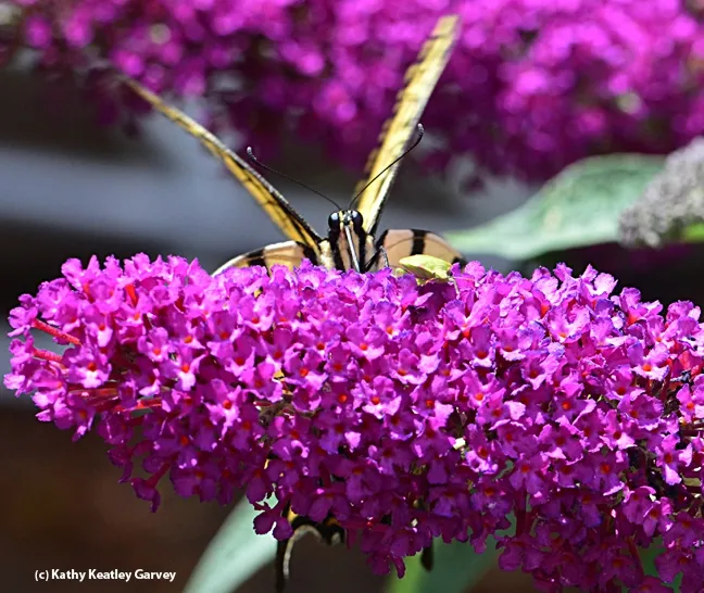 Oops! A sip of a nectar and a view of the stink bug. (Photo by Kathy Keatley Garvey)