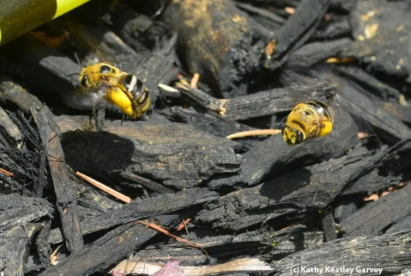 Sunflower bees, Svastra obliqua expurgata, flying to a nesting area in downtown Davis, Calif. (Photo by Kathy Keatley Garvey)
