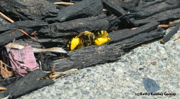 A sunflower bee delivering pollen to its nest. (Photo by Kathy Keatley Garvey)