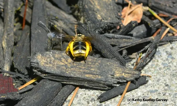 A pollen-packing sunflower bee making a deposit near a Davis bank. (Photo by Kathy Keatley Garvey)