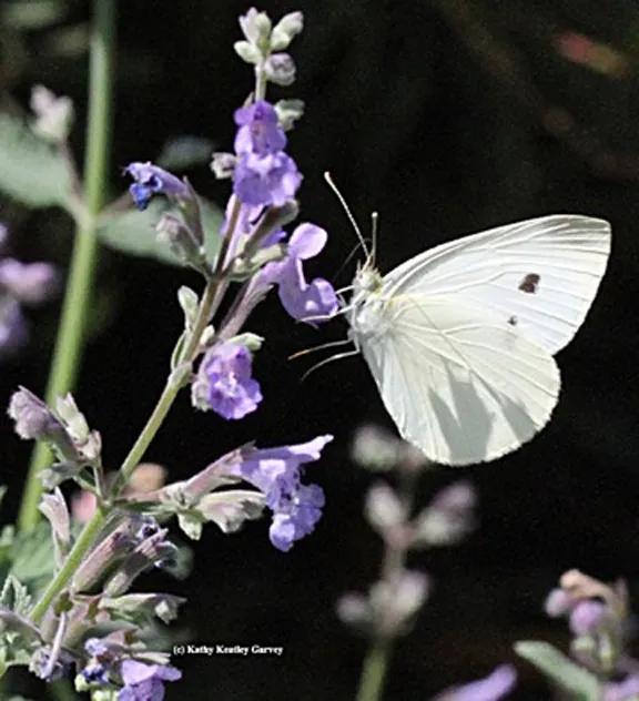 "White" is for the cabbage white butterfly, Pieris rapae. It's a pest, but its colors are appropriate on Independence Day. (Photo by Kathy Keatley Garvey)