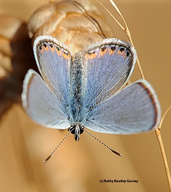 "Blue" is for Acmon Blue (Plebejus acmon) butterfly. It's as blue as the starry background on the American flag. (Photo by Kathy Keatley Garvey)