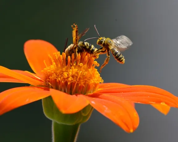 The male Melissodes (right) goes sprawling after a swift kick by a male Svastra. (Photo by Kathy Keatley Garvey)