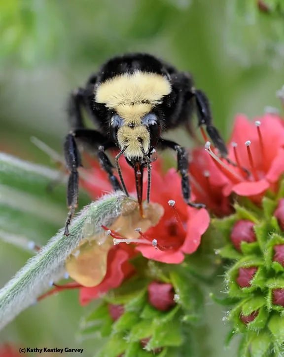 A yellow-faced bumble bee, Bombus vosnesenskii, foraging on a tower of jewels, Echium wildpretii. (Photo by Kathy Keatley Garvey)