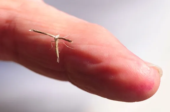 This small moth is known as a pterphorid plume moth. It was found in the UC Davis Arboretum. (Photo by Kathy Keatley Garvey)