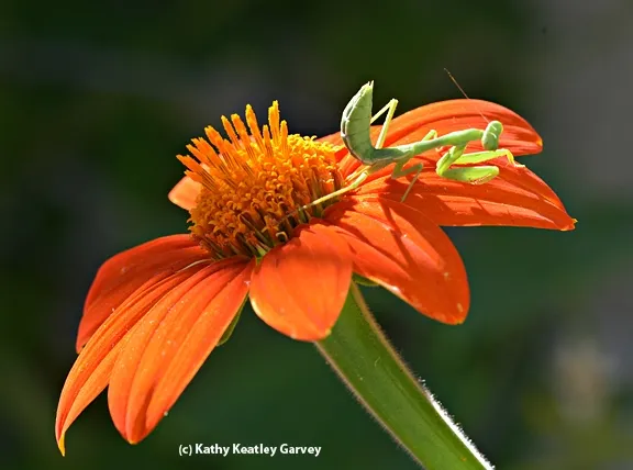 No, this way might be better. (Photo by Kathy Keatley Garvey)