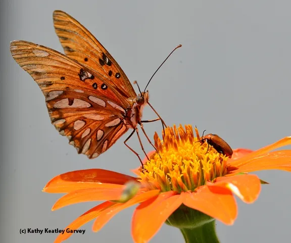 A Gulf Fritillary butterfly shares a Mexican sunflower with a meloid beetle. (Photo by Kathy Keatley Garvey)