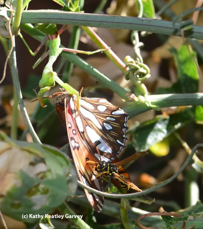 The presence of the uninvited dinner guest does not go unnoticed. (Photo by Kathy Keatley Garvey)
