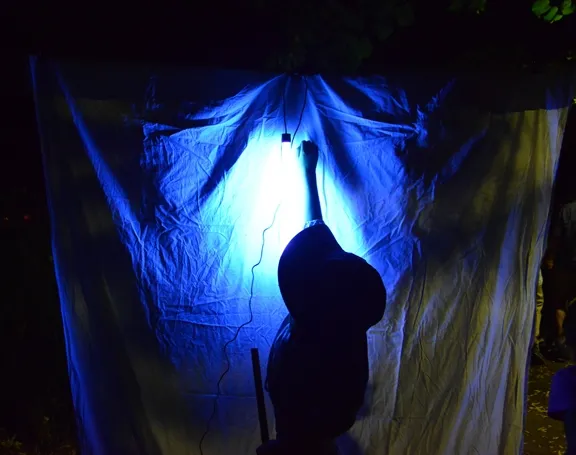 Moth Night at the Bohart Museum of Entomology was the first-ever evening open house. (Photo by Kathy Keatley Garvey)