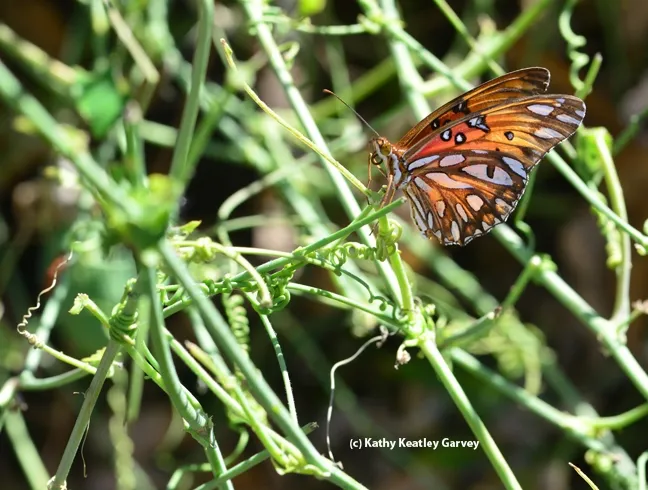 A Gulf Fritillary gets ready to lay an egg. (Photo by Kathy Keatley Garvey)