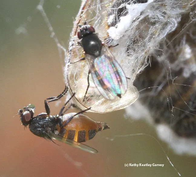 Close-up of a freeloader fly, family Milichiidae. (Photo by Kathy Keatley Garvey)