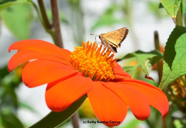 A skipper (family Hesperiidae) on Tithonia. (Photo by Kathy Keatley Garvey)