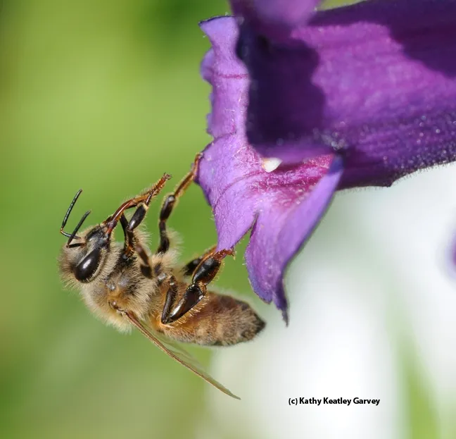 A honey bee cleaning her tongue. (Photo by Kathy Keatley Garvey)