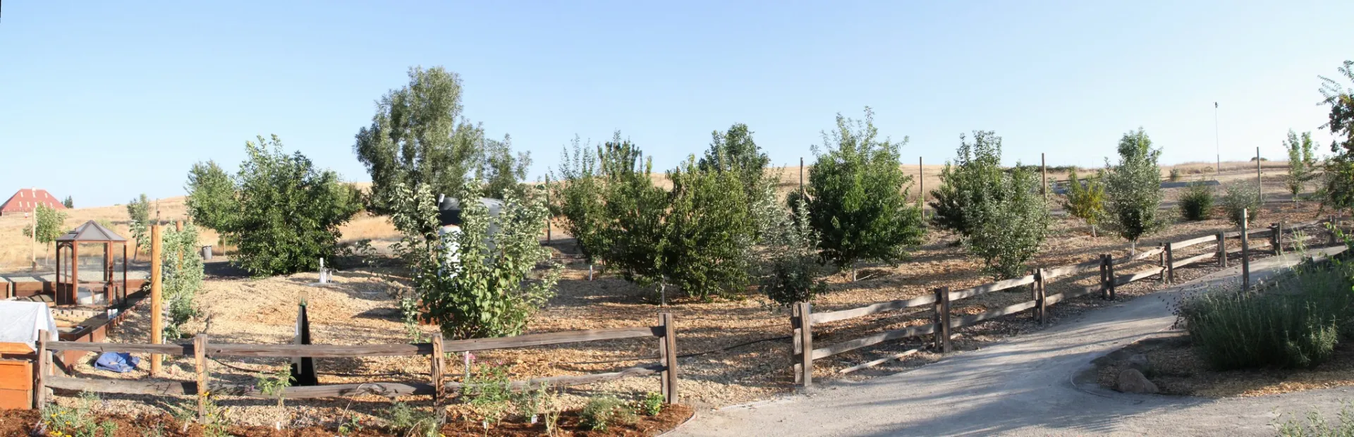 Orchard Panorama