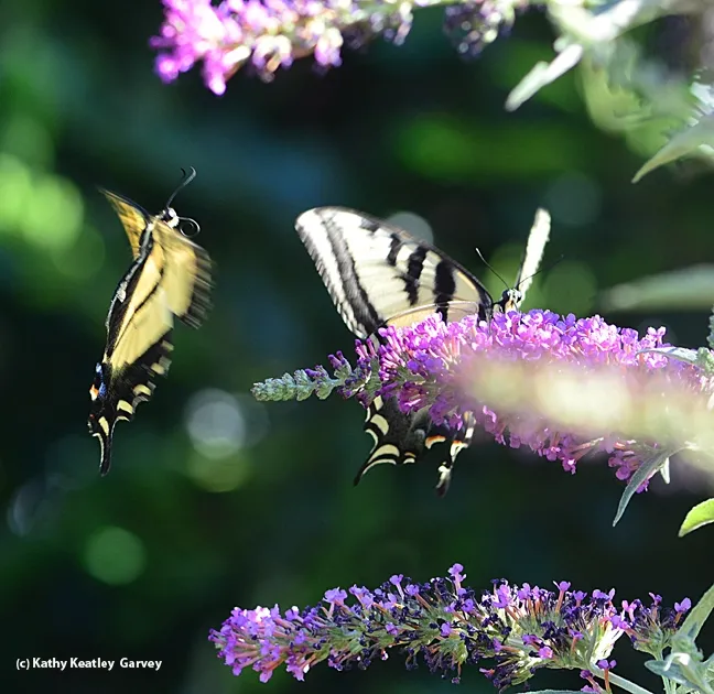 Mirror image! A Western tiger swallowtail spots a member of its species. (Photo by Kathy Keatley Garvey)