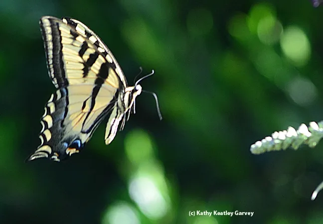 It's up, up and away. (Photo by Kathy Keatley Garvey)